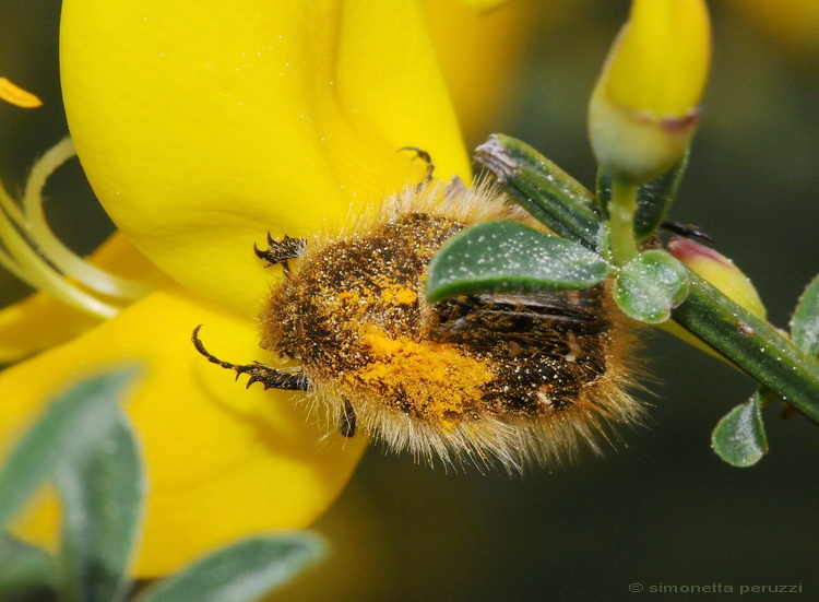 Tropinota  sp. - Tetro e peloso
